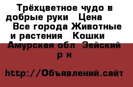 Трёхцветное чудо в добрые руки › Цена ­ 100 - Все города Животные и растения » Кошки   . Амурская обл.,Зейский р-н